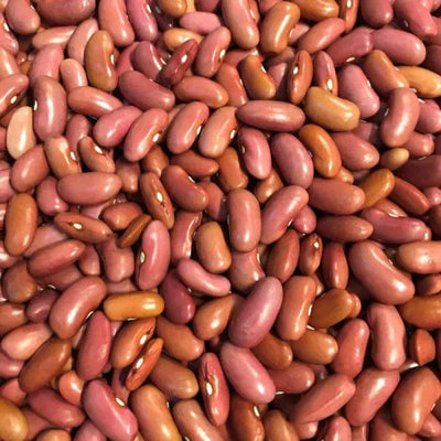 Bean Light Red Kidney - Saanich Organics Seeds