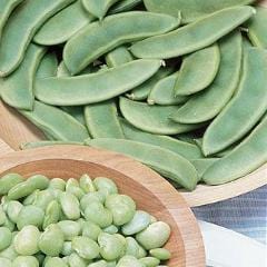 Lima Bean Fordhook 242 - Burpee Seeds