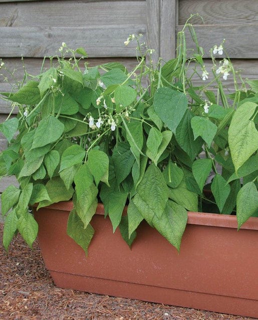 Bean Mascotte Bush - West Coast Seeds