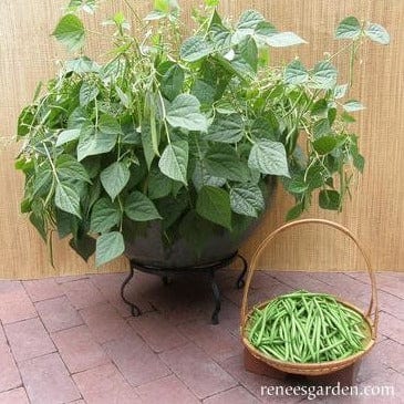 Bean Mascotte Container - Renee's Garden Seeds