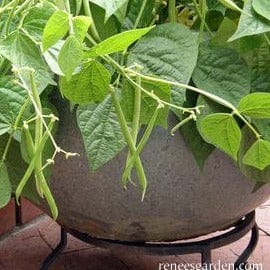Bean Mascotte Container - Renee's Garden Seeds