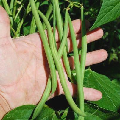 Bean Maxibel Green Bush - Saanich Organics