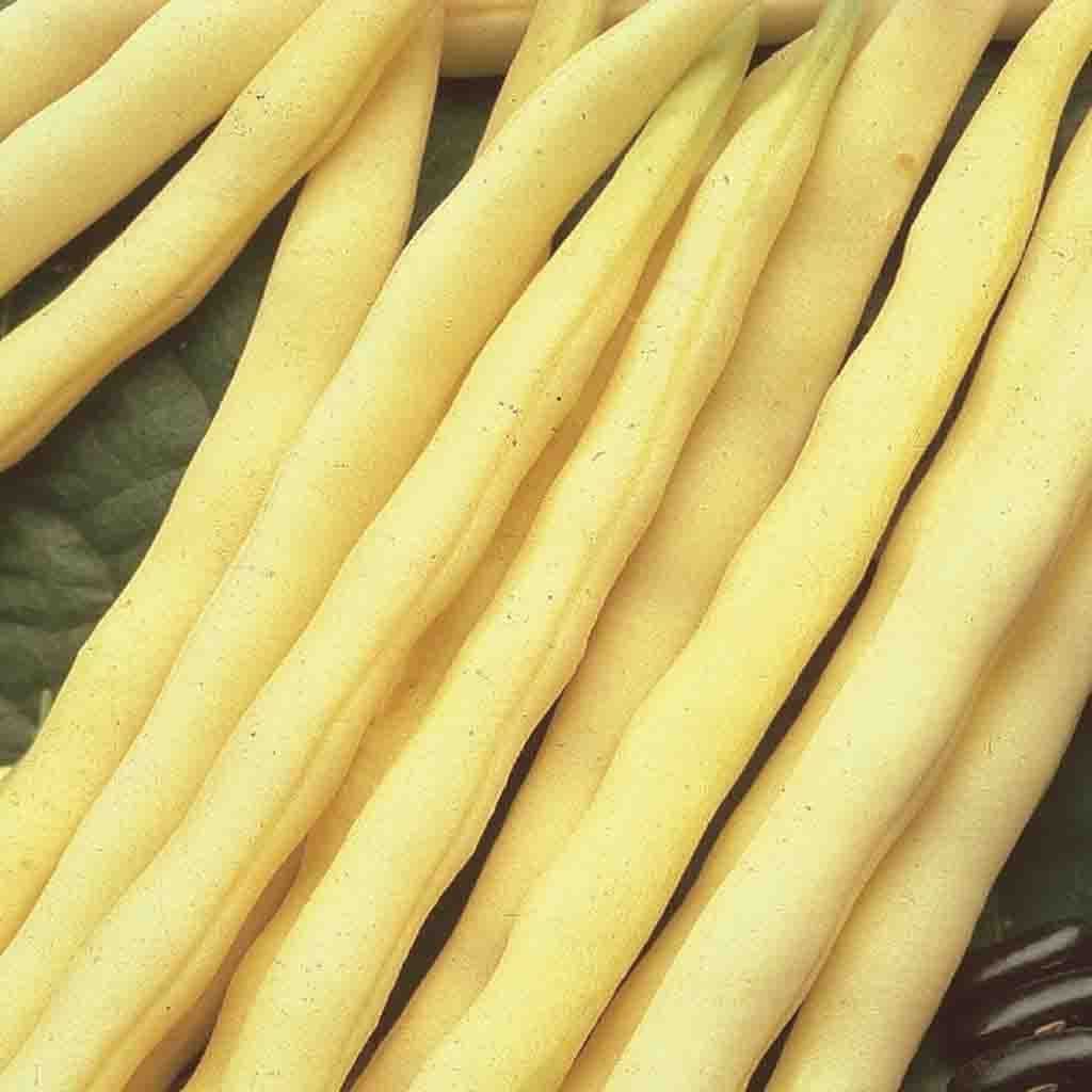 Bean Pencil Pod Black Wax - McKenzie Seeds 