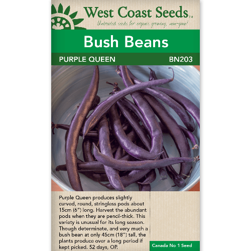 Beans Purple Queen - West Coast Seeds