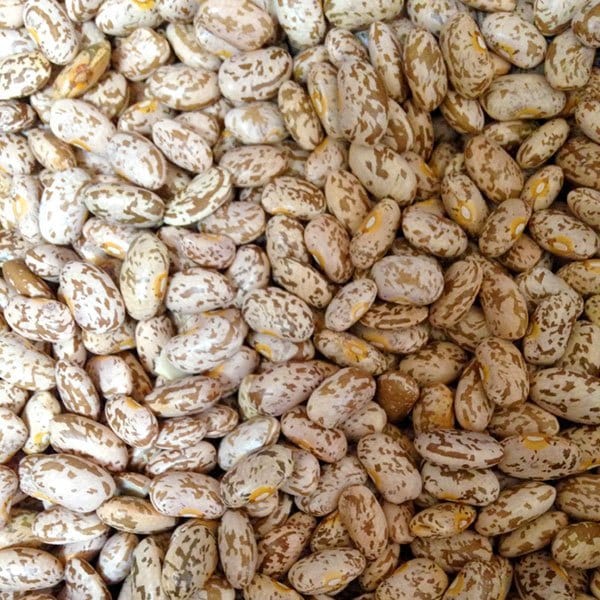 Bean Quincy Pinto - Saanich Organics Seeds