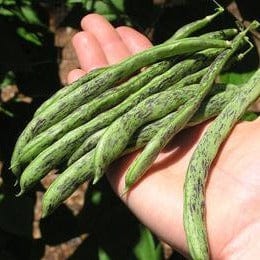 Bean Rattlesnake and Purple Pole - Renee's Garden Seed