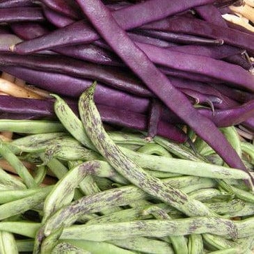 Bean Rattlesnake and Purple Pole - Renee's Garden Seed