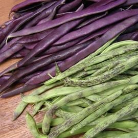 Bean Rattlesnake and Purple Pole - Renee's Garden Seed