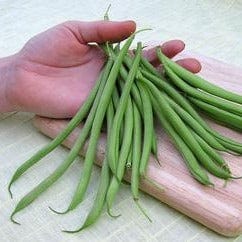 Bean Rolande Filet - Renee's Garden Seeds