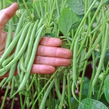 Bean Rolande Filet - Renee's Garden Seeds