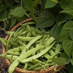 Bean Roma Improved - Renee's Garden Seeds