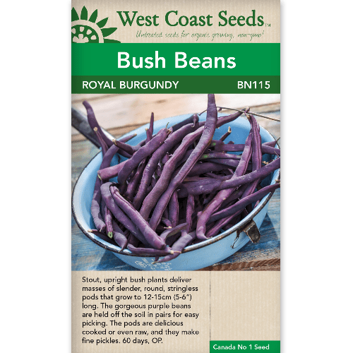 Bush Beans Royal Burgundy - West Coast Seeds