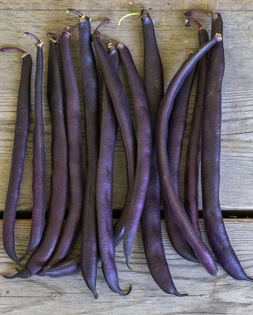 Bean Royal Burgundy Bush - West Coast Seeds