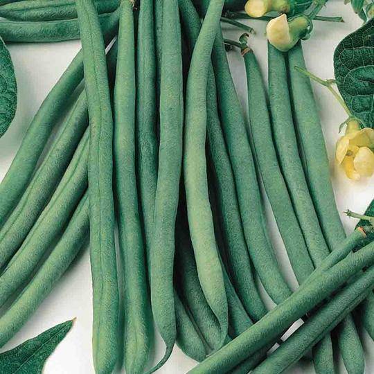 Bean Santa Anna - McKenzie Seeds