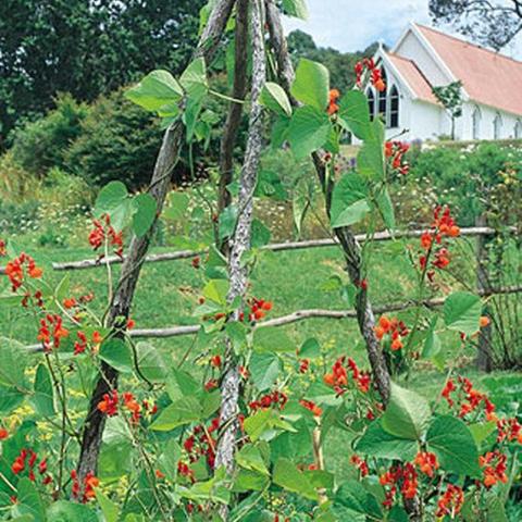 Bean Scarlet Runner - Burpee Seeds