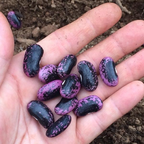 Scarlet Runner Bean - Good Earth Farms 