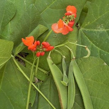 Scarlet Runner Bean - Renee's Garden Seeds