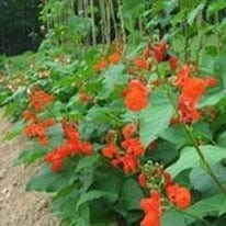 Scarlet Runner Bean - Renee's Garden Seeds