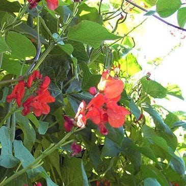 Scarlet Runner Bean - Renee's Garden Seeds