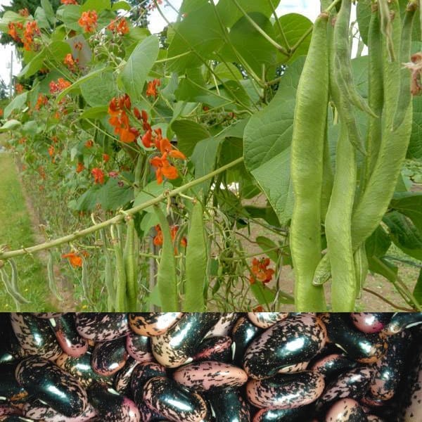 Bean Scarlet Runner - Saanich Organics 