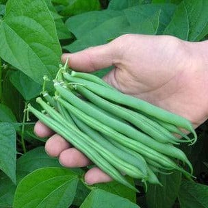 Bean Slenderette Bush - Renee's Garden Seeds