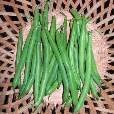 Bean Slenderette Bush - Renee's Garden Seeds