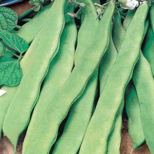 Bean Pole Smeraldo - McKenzie Seeds
