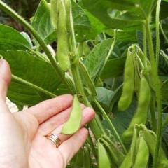 Soy Beans Edamame - Renee's Garden
