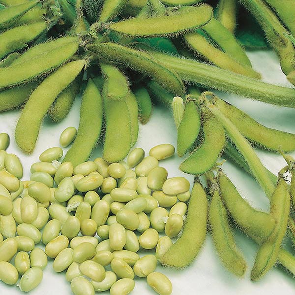 Bean Soya Elena - MF Seeds