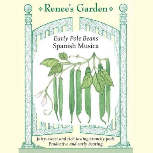 Pole Beans Spanish Musica - Renee's Garden Seeds