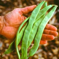 Pole Beans Spanish Musica - Renee's Garden