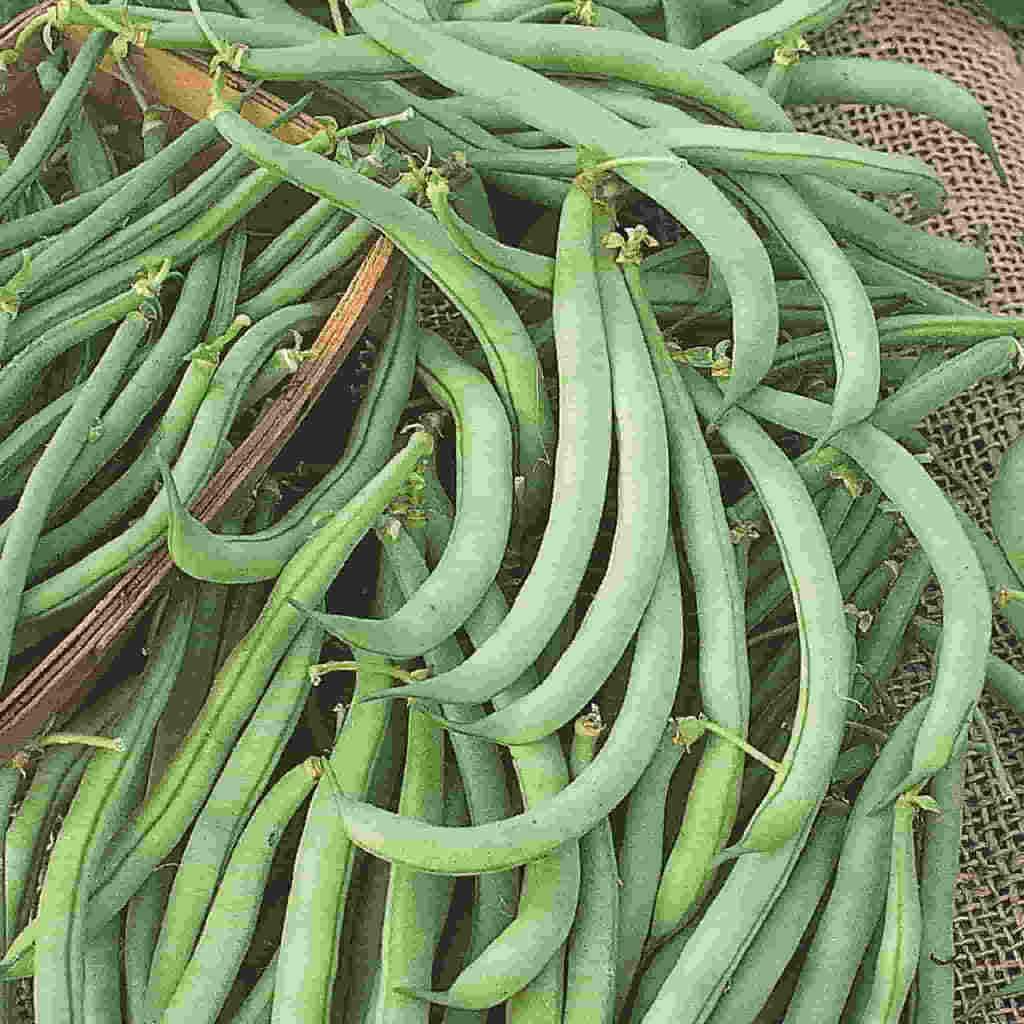 Bean Tendergreen Improved - McKenzie Seeds