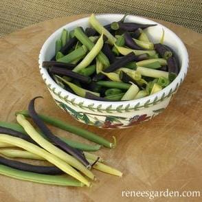 Bush Beans Tricolor - Renee's Garden 