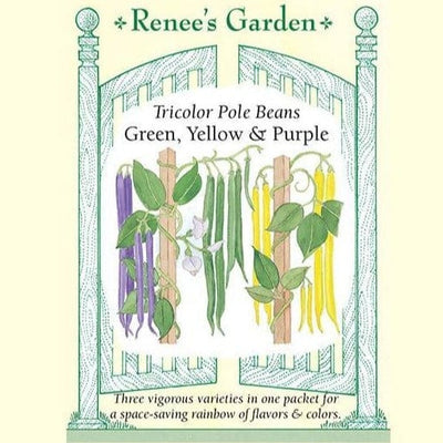 Pole Beans Tricolor - Renee's Garden Seeds