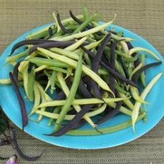 Pole Beans Tricolor - Renee's Garden