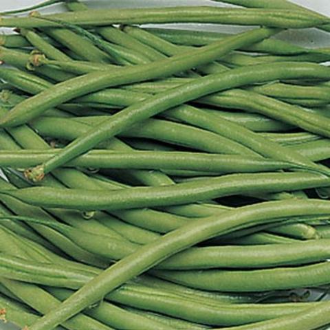 Bean Triophe de Farcy - Burpee Seeds