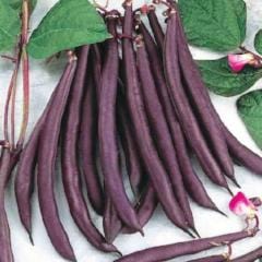 Bean Trionfo Violetta - McKenzie Seeds