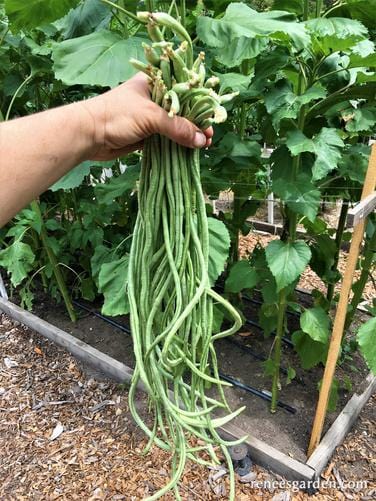 Bean Yard Long Noodle King - Renee's Garden