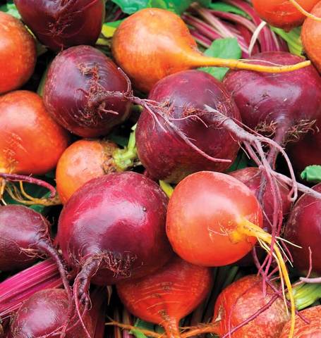 Beet Blend - West Coast Seeds