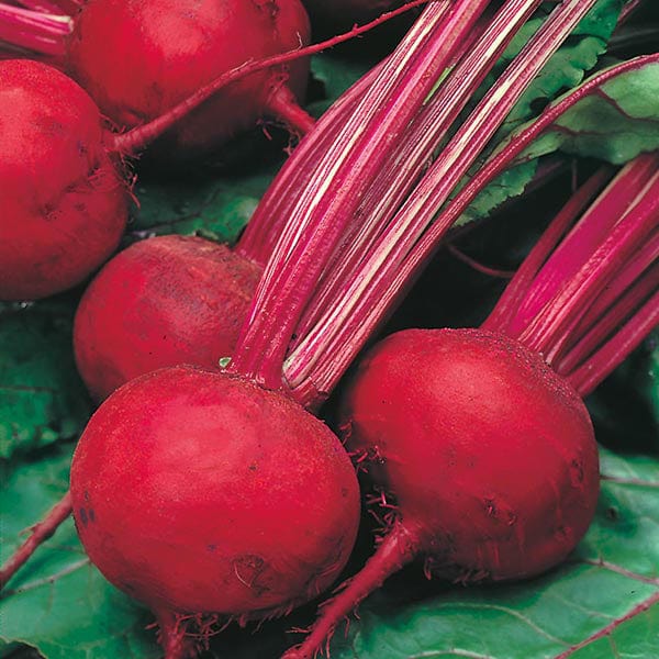 Beet Boltardy - Mr. Fothergill's Seeds