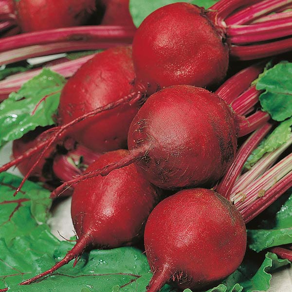 Beetroot Cardeal F1