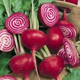 Beet Chioggia Guardsmark Aimers - OSC