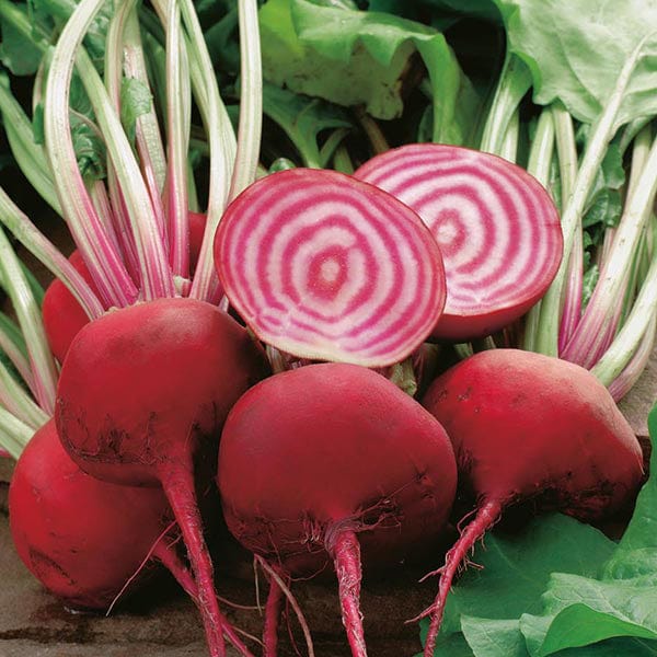 Beet Chioggia Italian - Mr. Fothergill's Seeds