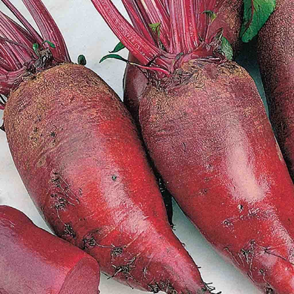 Beet Cylindra Formanova - McKenzie Seeds