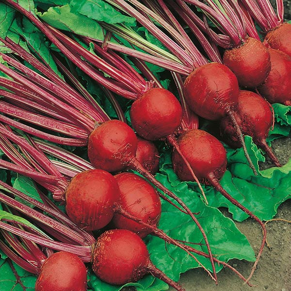 Beet Detroit Crimson Globe - Mr. Fothergill`s Seeds