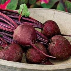 Beet Detroit Dark Red Medium Top- Burpee Seeds