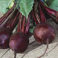 Beet Detroit Dark Red Medium Top- Burpee Seeds