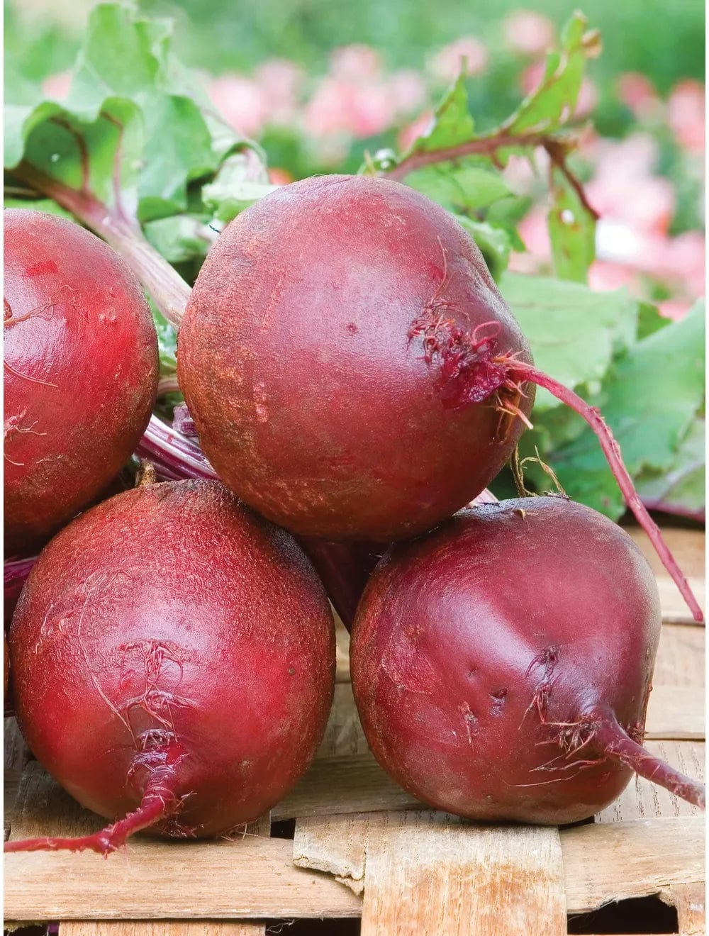 Beet Detroit Supreme - Burpee Seeds