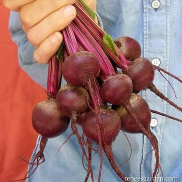 Dutch Beets Baby Ball - Renee's Garden 