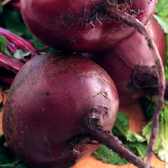 Beet Early Wonder - Aimer's Organics Seeds